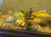 Gold fish
