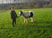 7 month old colt