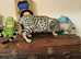 F5 / 5G Silver Blue Charcoal Bengal Brothers Kittens 5th Gen Asian Leopard