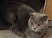 Scottish fold British short hair