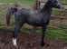 Stunning registered sec b yearling filly