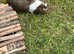 Baby guinea pigs ready now