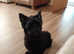 Traditional black Scottish terrier puppies kc registered and cmo and vwd clear