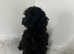 Toy cockapoo puppy ready now