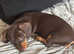 Beautiful Dachshund Puppies