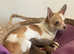Chihuahua Puppies Ready 1st October