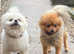 Cheeky Pomeranian boy