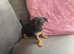 Half chowower half Yorkshire terrier
