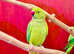 Beautiful male green Indian ringnick