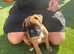 BOXERS PUPS KC REGISTRATION in Kilwinning