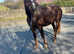 Welsh d filly