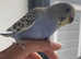 Tame baby budgie