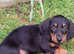 Miniature Dachshund puppy