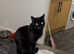 Sukie female cat for sale