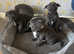 Staffordshire bull terrier puppies