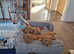 Red Cockapoo puppies 2 boys 1 girl DNA + Vet check