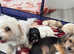 Morkie puppies