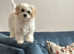 Cavachon girl