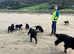 Gordon Setter Pups