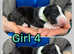 Outstanding KC Registered Bull Terrier Puppies
