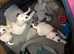 pedigree parson russell terrier puppies