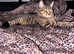 Tabby Cat