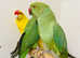 Beautiful young Indian ringnick parrot