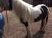 Molly lovely cob mare