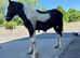 Tommy welsh d / appaloosa cob