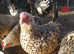 Pairs of Yellow Sablepoot millefleur chickens (1 roo 1 hen)