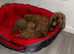 All puppies now sold