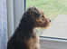 Re advertising  Lakeland terrier Bitch, STILL LOOKING FOR A NEW HOME