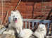 Female Samoyeds