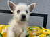 West highland terriers
