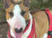 Kc reg red and white English bull terrier