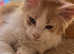 Gorgeous Shaded Line Maine Coon Kittens looking for new homes