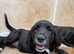 Spangolds 3/4 retriever - 1/4 ESS