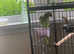 Parrot