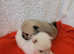 Pomeranian fluffy puppies KC registered