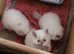 I have 3 persian kittens 2 boy 1 girl