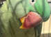 Stunning young alexandrine parrot