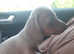1 boy left READY NOW. ISSABELLA DAPPLED DACHSHUND PUPPIES FOR SALE