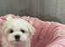 Two Maltese girls for a sale