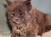 KING SIZE Maine Coon kittens looking for home