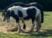 Piebald cob