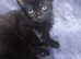Kittens are looking for a good home