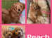 Quality F1 Havanese x Toy poodle