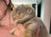 English bulldog chunky puppies