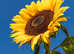Giant Sunflowers for sale in yellow or red ready for pick up
