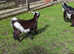 Beautiful pygmy goat with a nanny kid for sale